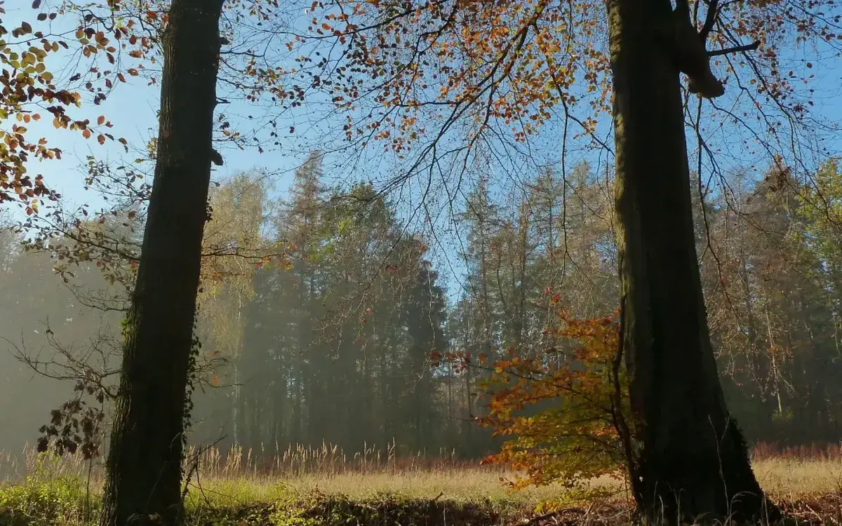 Herbstlicher Mischwald im Deister